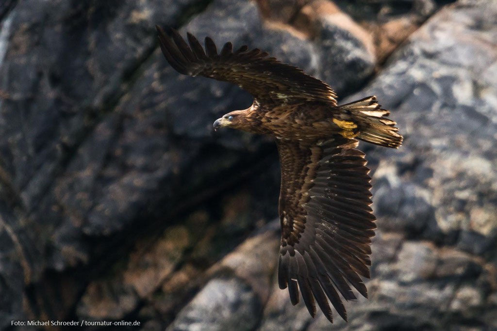 seeadler
