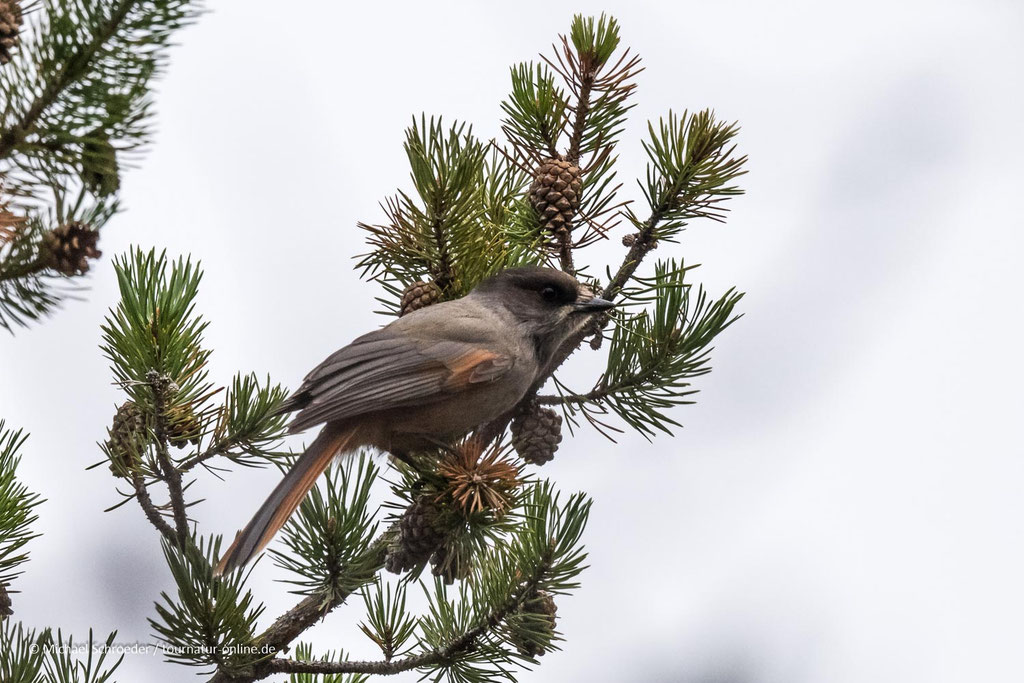 Der Unglückshäher ist ein sehr neugieriger Rabenvogel.