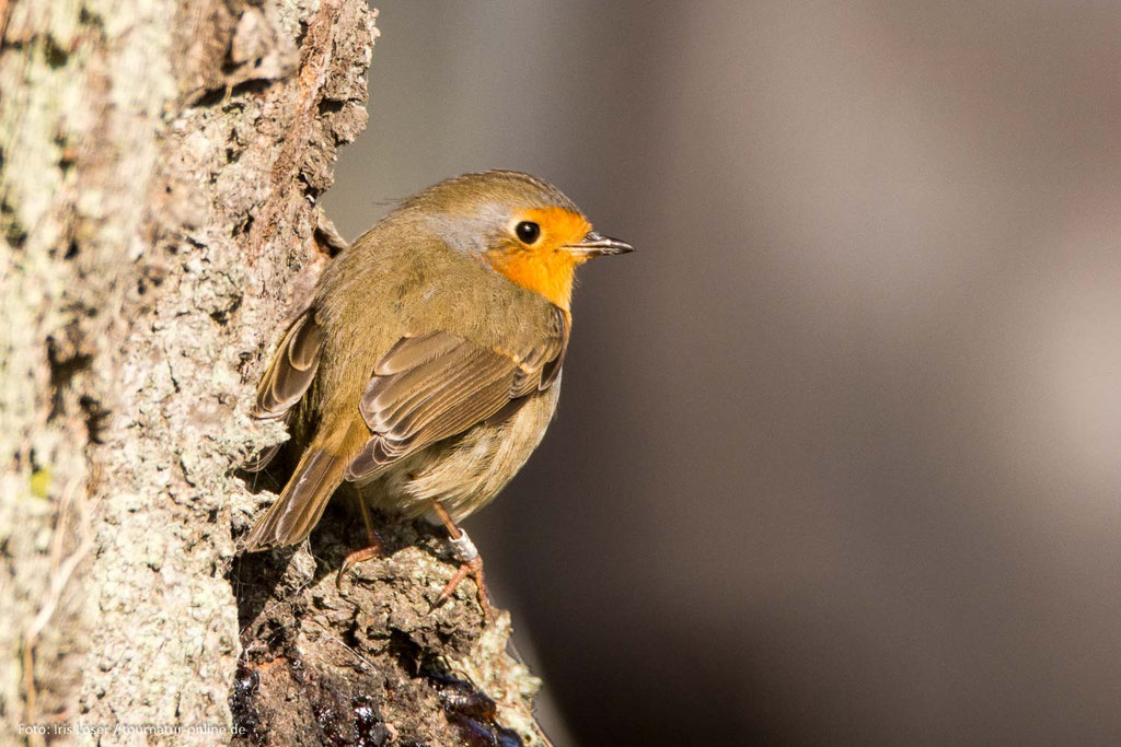Rotkehlchen