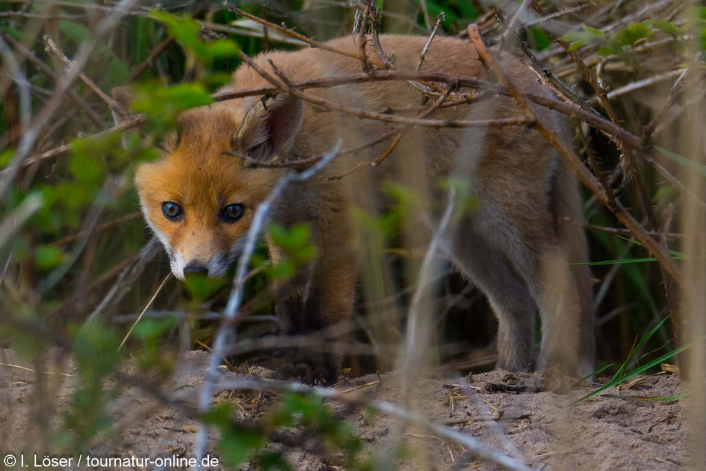 Junger Fuchs vor seinem Bau