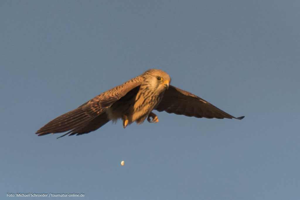 Auch ein Rötelfalke "muss mal"...
