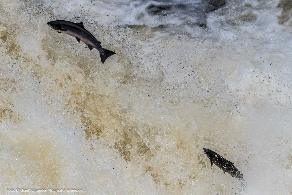 Springender Lachs am Shin-Fall 