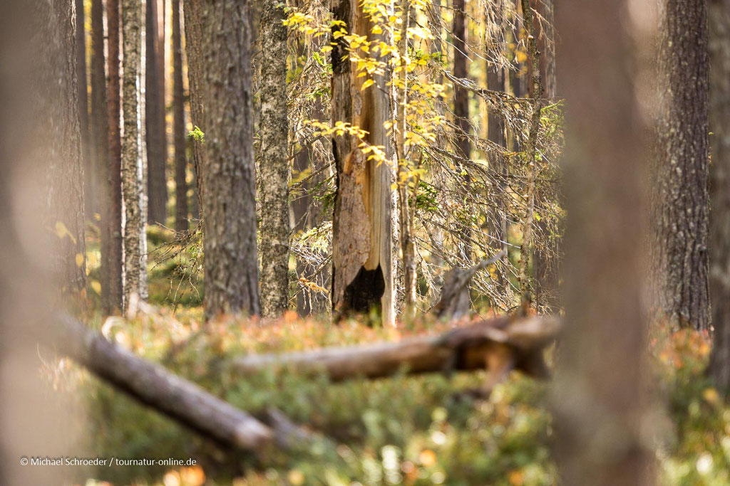 ein Bär !! - oder doch nicht?