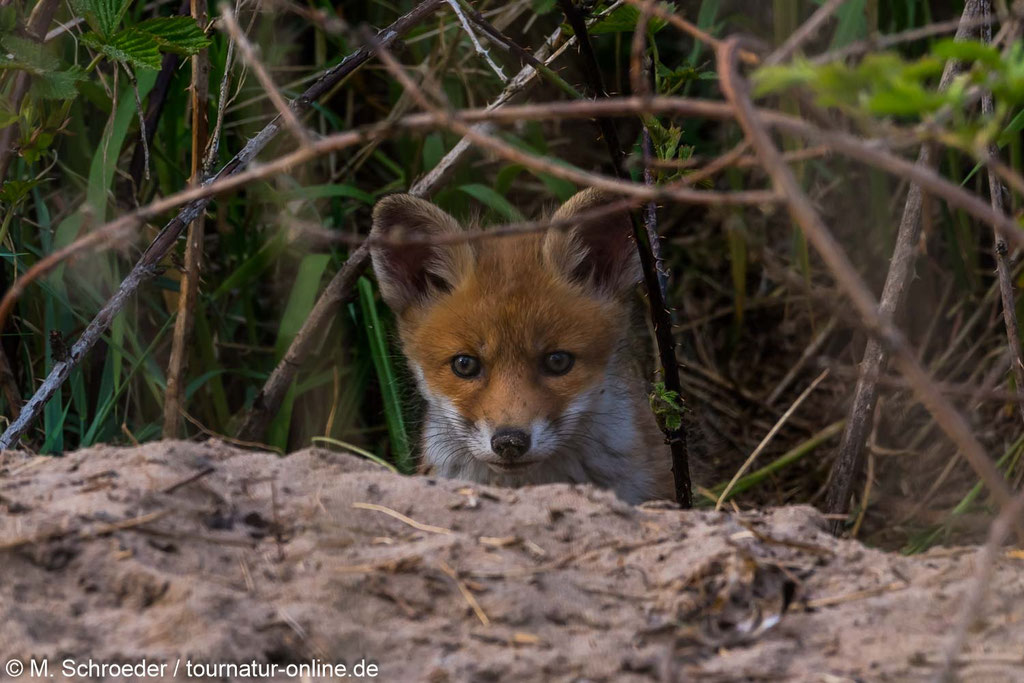 Junger Fuchs vor seinem Bau