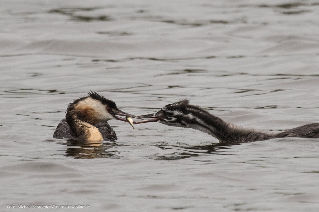 Haubentaucher bei der Fütterung