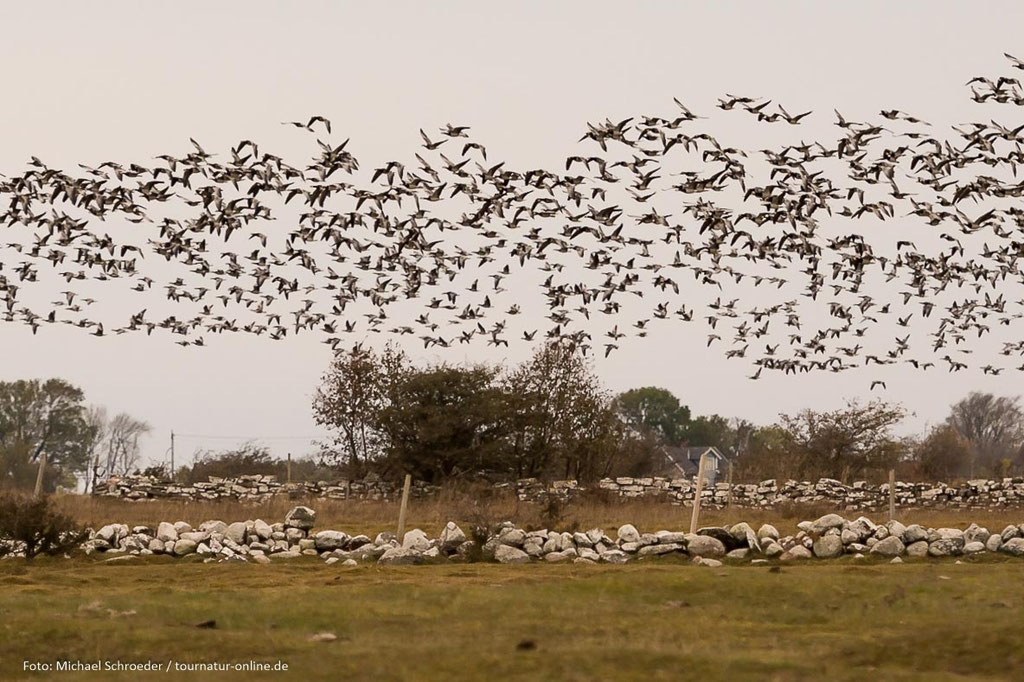 Schwärme verschiedener Gänse
