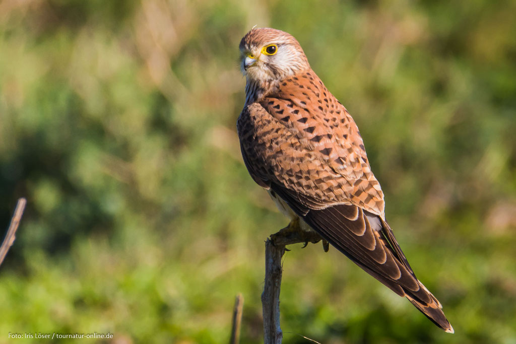 Turmfalke