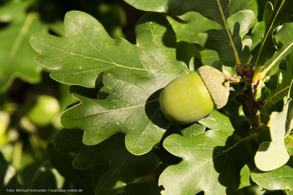 Stensnuvuds Nationalpark