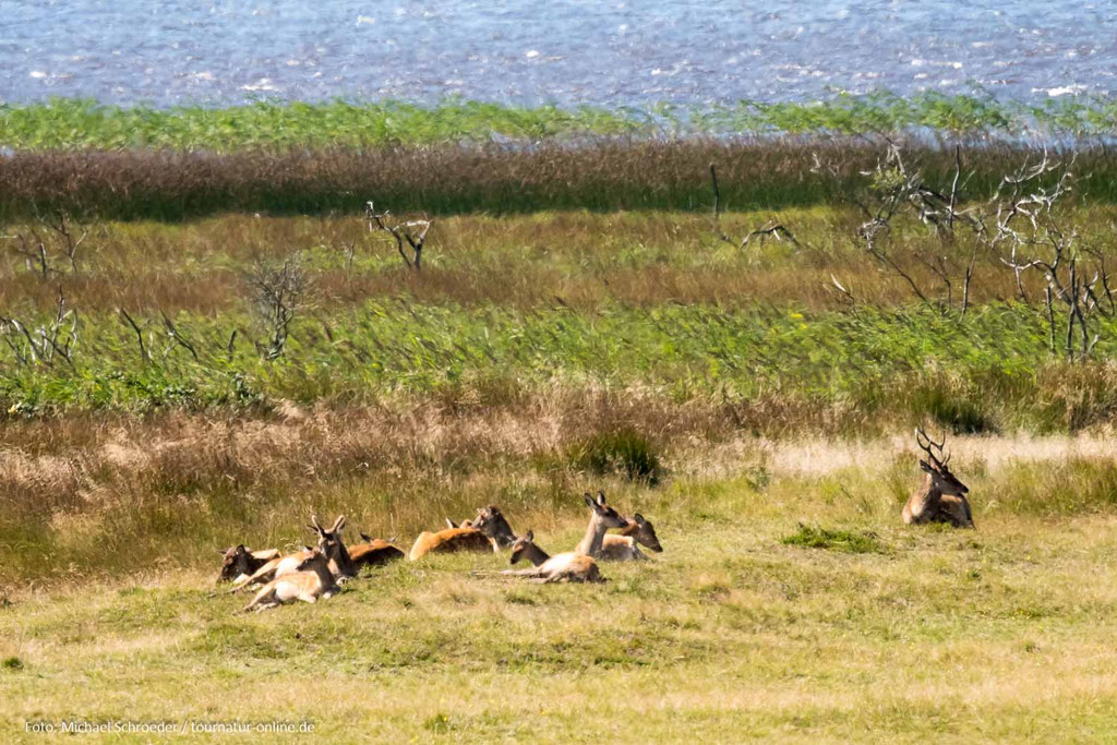 Hirschrudel in der Heidelandschaft von Blavand