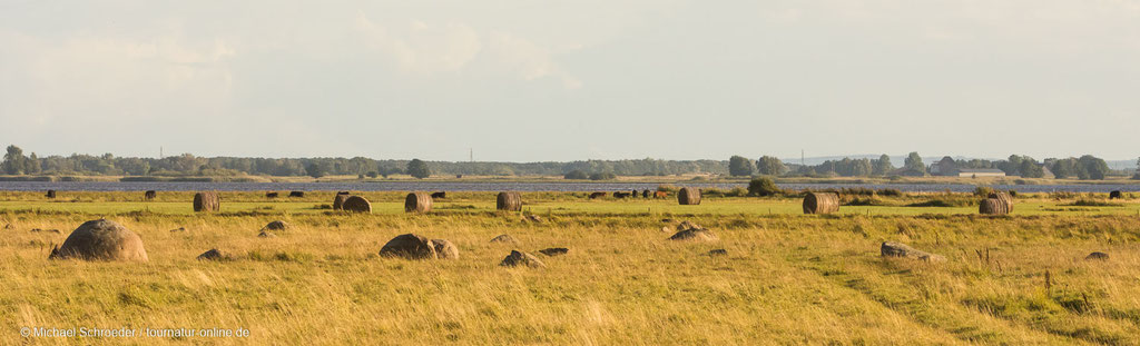 Weite Landschaft um Höslövs ängar.