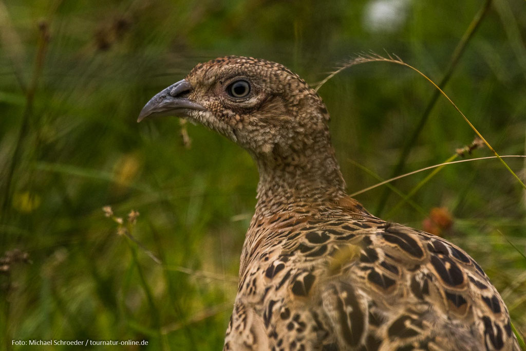 Schottisches Moorschneehuhn 