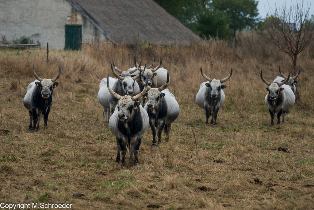 Graurinder am Neusiedler See