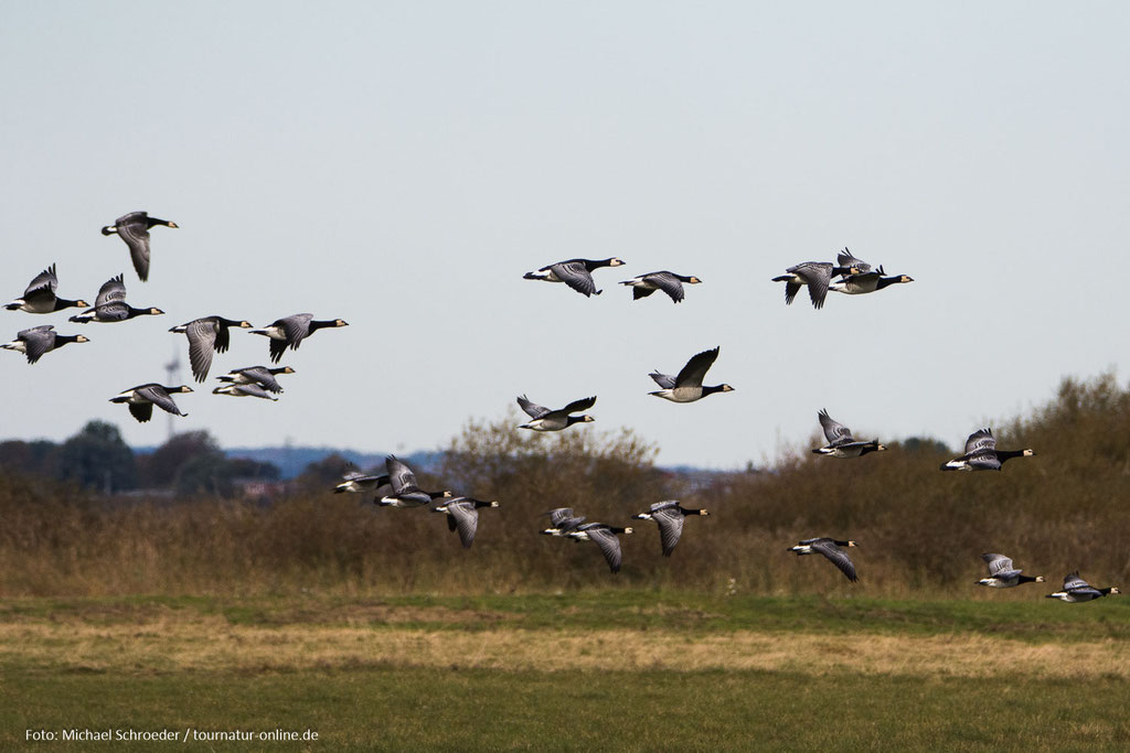 ... und tausende von Nonnengänse.