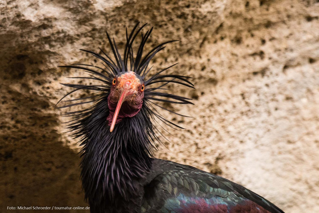 Der Waldrapp wird auch Schopfibis genannt.