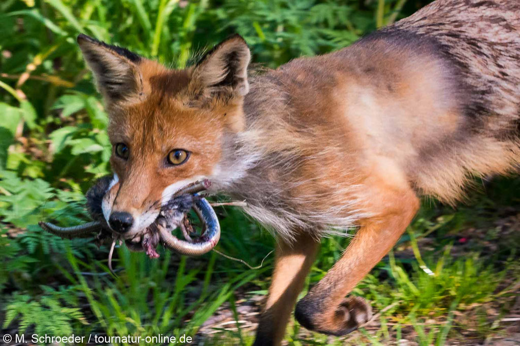 Fuchs mit Beute am Strassenrand