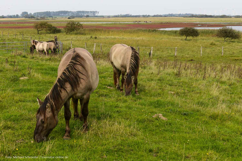 Konik-Pferde