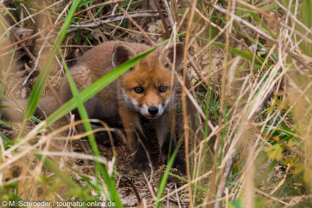 Junger Fuchs vor seinem Bau
