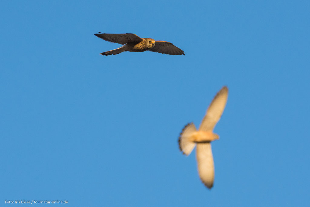 zwei Rötelfalken