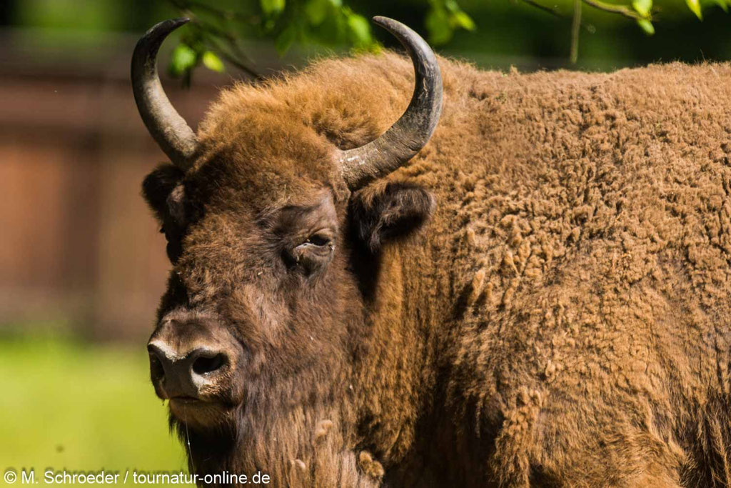 Wisent