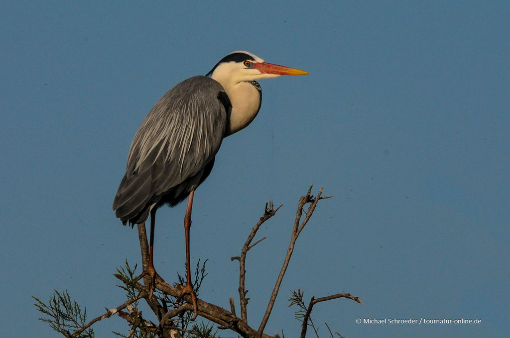 Graureiher