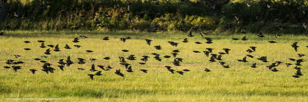 Stare sammeln sich im Herbst