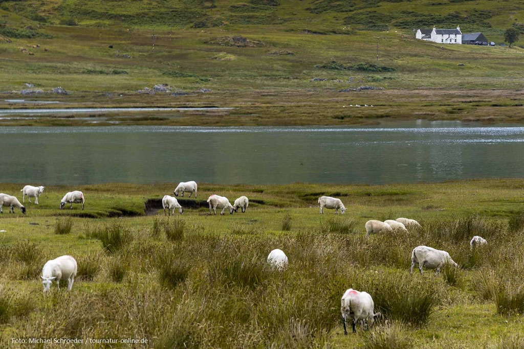 Isle of Mull - Innere Hebriden