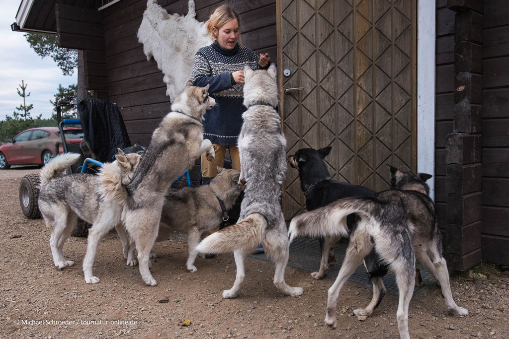 Die Huskys gehören hier zur Familie