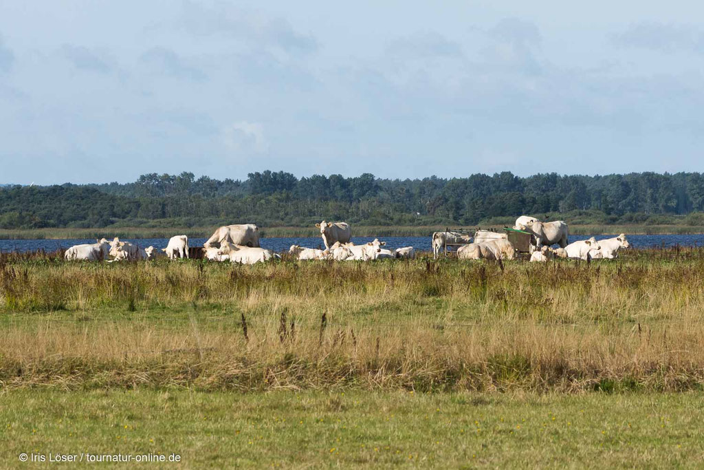 Die Wiesen im Naturreservat werden bis zum Seeufer von frei laufenden Rindern beweidet.