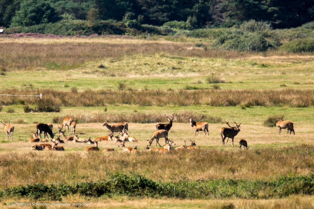 Hirschrudel in der Heidelandschaft von Blavand