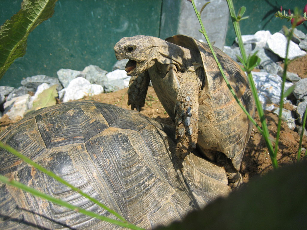 Schildkrötenliebe