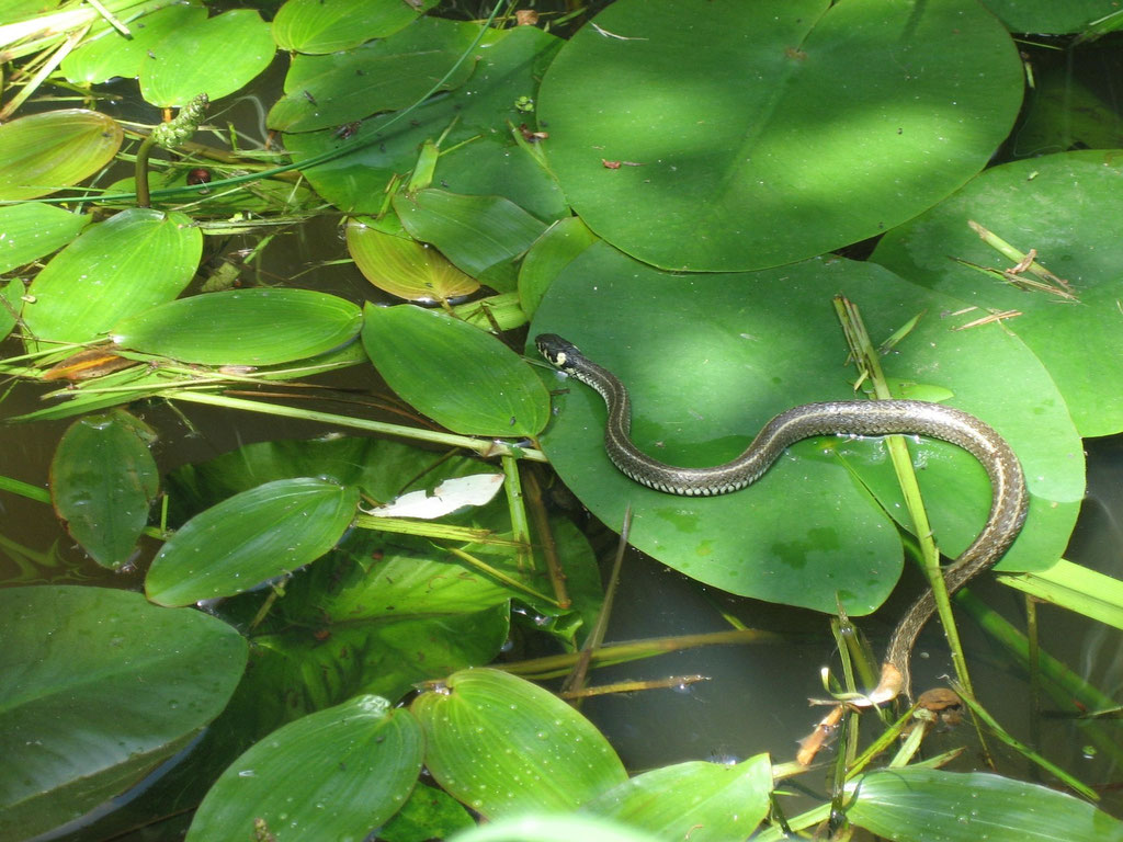 Ringelnatter im Gartenteich