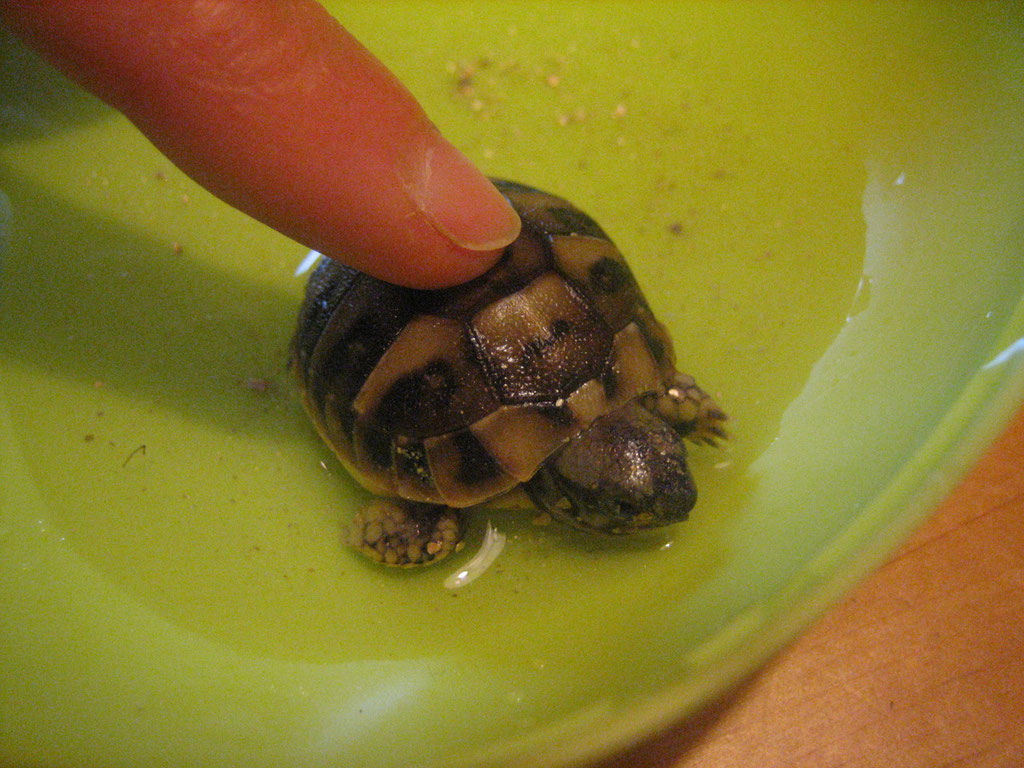 nach ca. 10 Wochen schlüpfen die Schildkröten