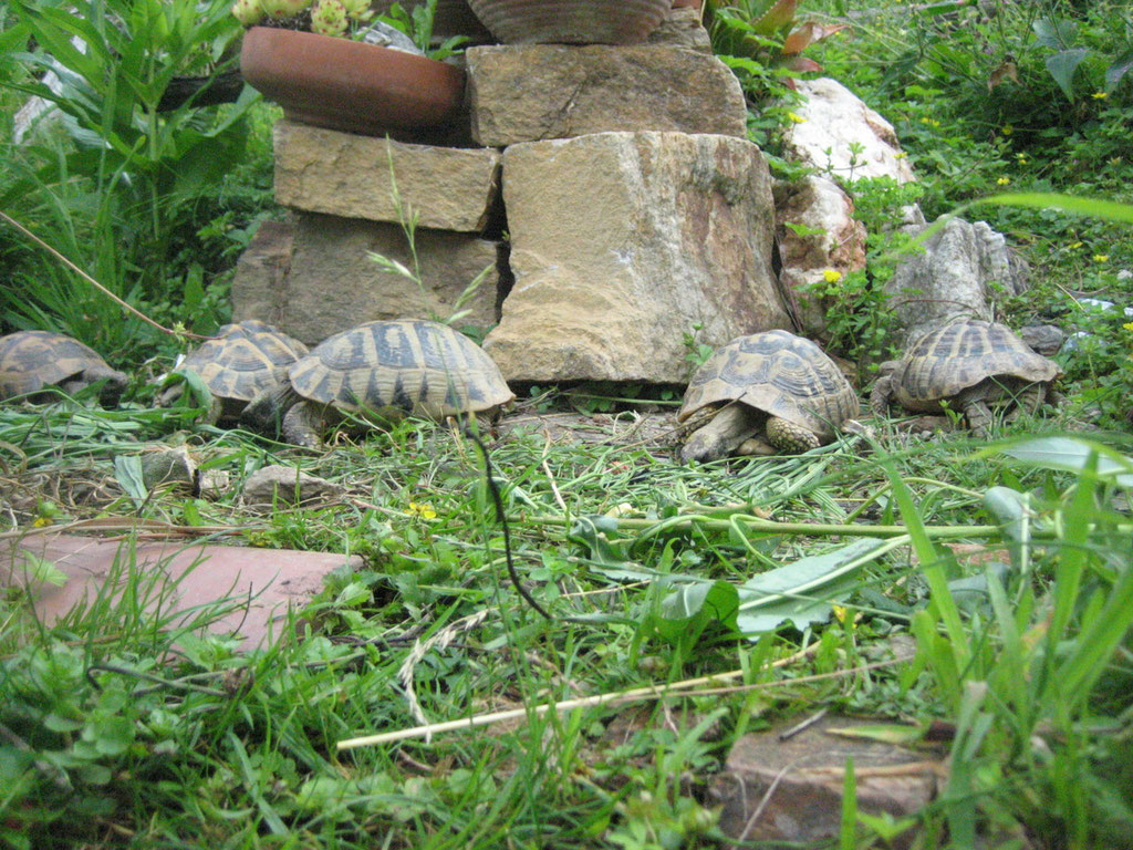 Unsere Schildkröen