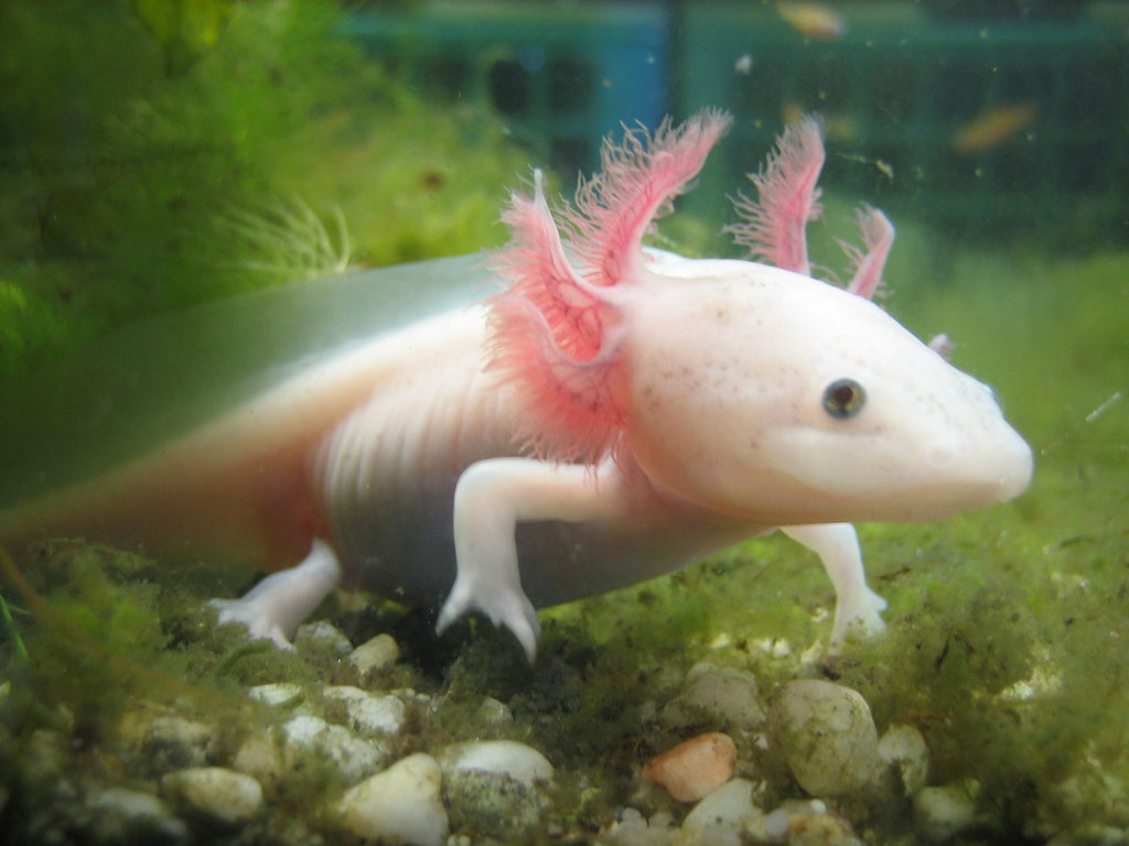 Axolotl, ein kleines Unterwassermonster