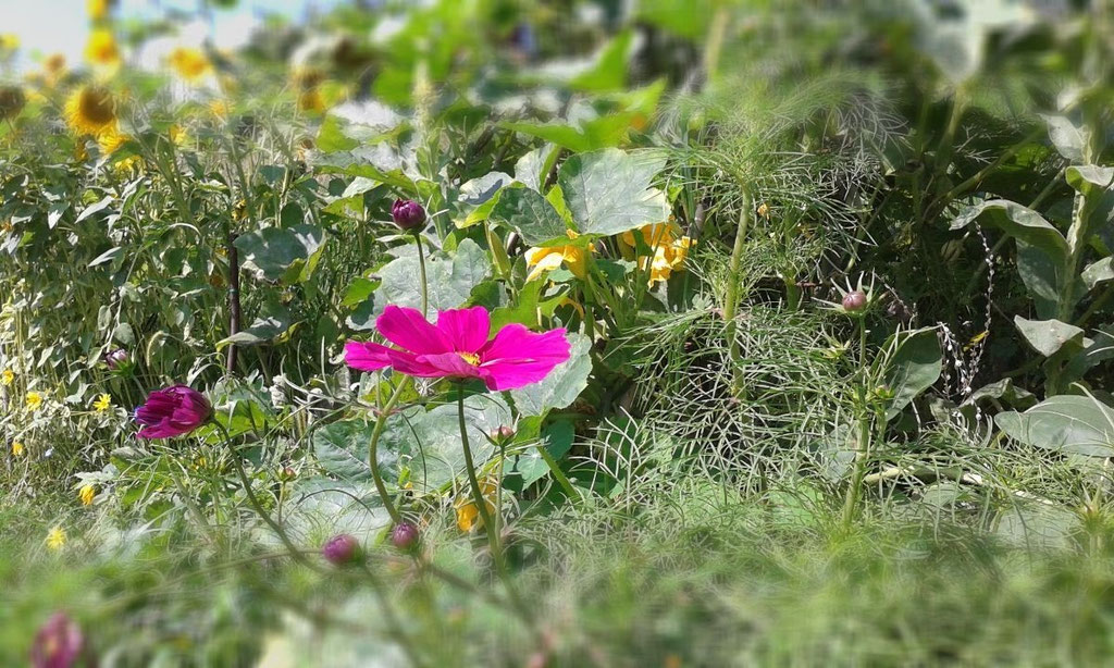 Hügelbeet