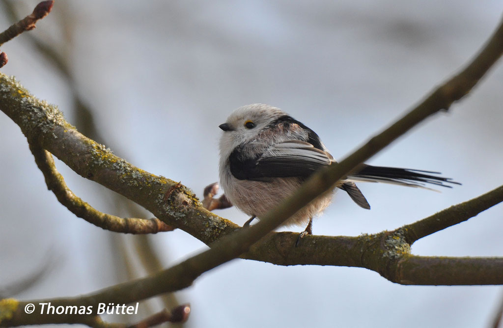 white-headed Long-tailed Tit ssp. europaeus (type CE referring to the ornitho-de-classification)