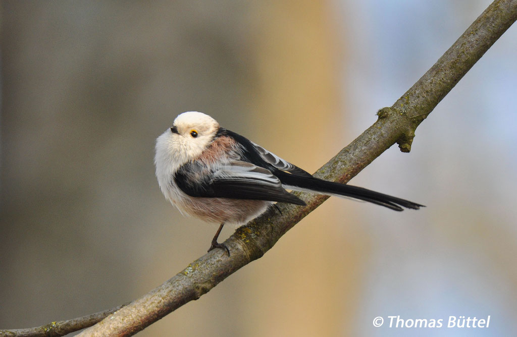 weißköpfige Schwanzmeise ssp. europaeus(nach ornitho-de-Klassifizierung Typ CE)