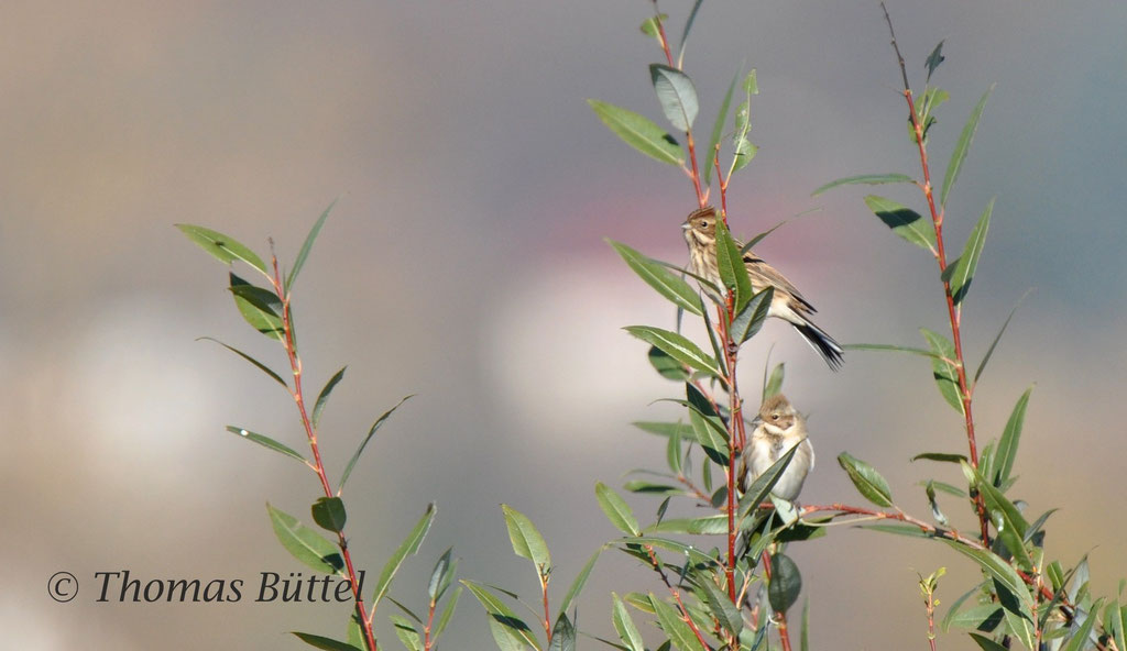 Reed Buntings