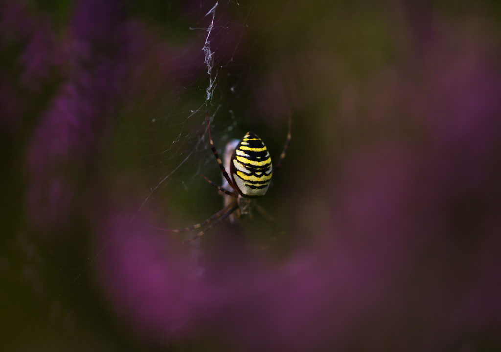 Wespenspinne (Argiope bruennichi)