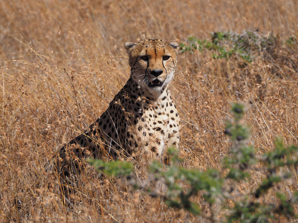 Kenia, Laikipia Plateau: Gepard