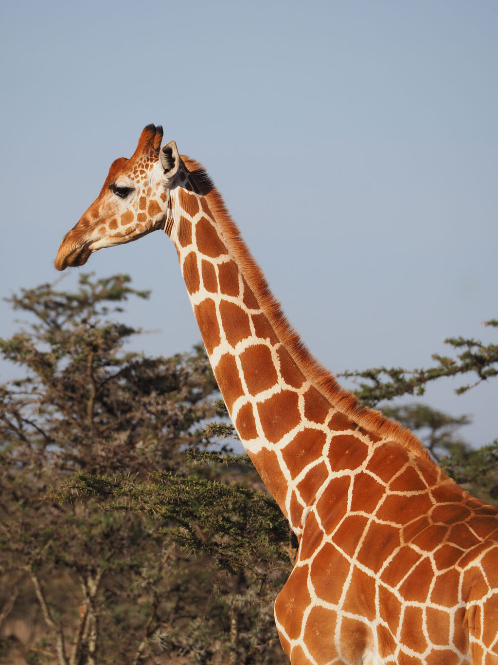 Kenia, Laikipia Plateau: Netzgiraffe