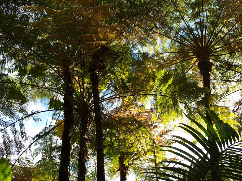 La Réunion: Baumfarn-Hain