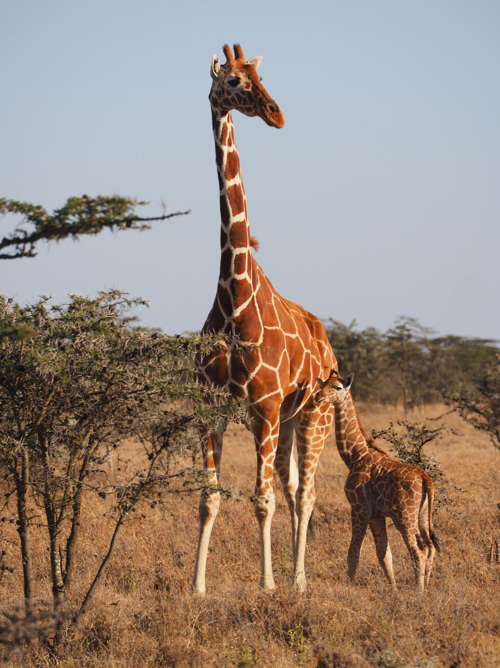 Kenia, Laikipia Plateau: Giraffe mit 2 Wochen altem Jungtier