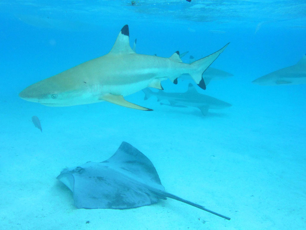 Moorea/Franz. Polynesien: Riffhaie und Rochen in der Lagune werden gefüttert, so dass Schnorchler sie von nahem beobachten können