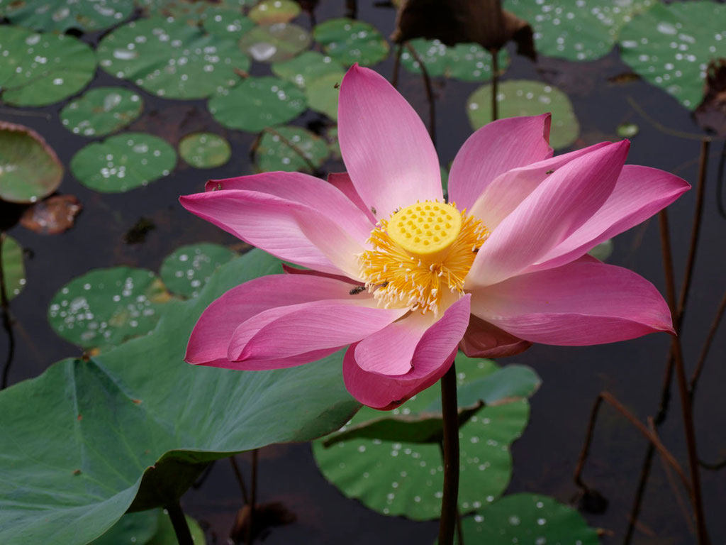 Vietnam: Lotusblüte