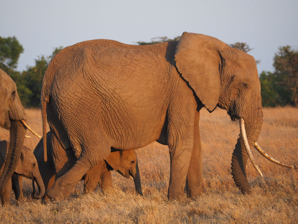 Kenia, Laikipia Plateau: Elefanten