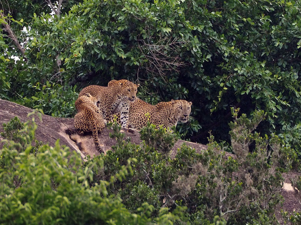 Sri Lanka, Yala Nationalpark: Leoparden