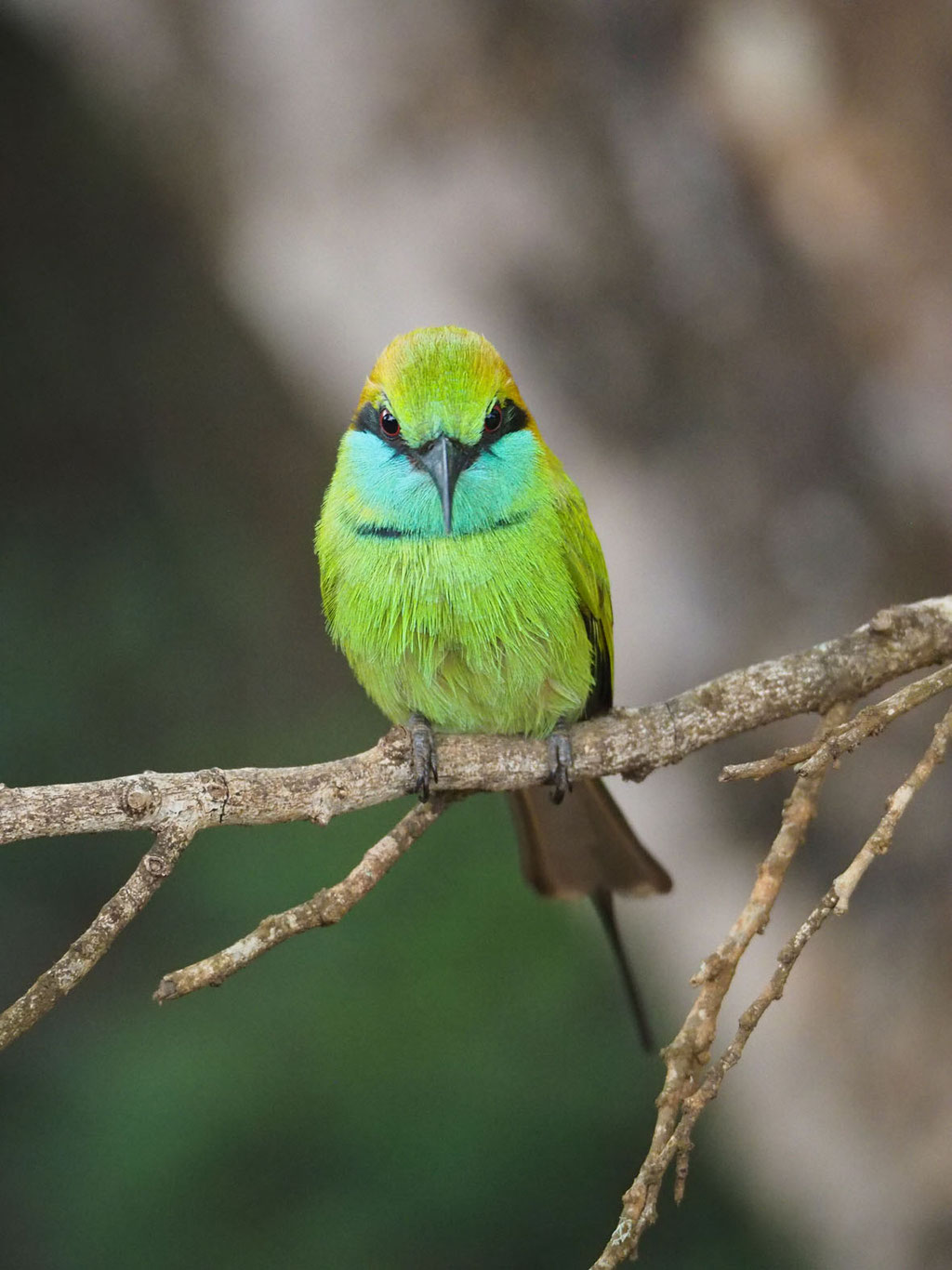 Sri Lanka, Yala Nationalpark: Bienenfresser