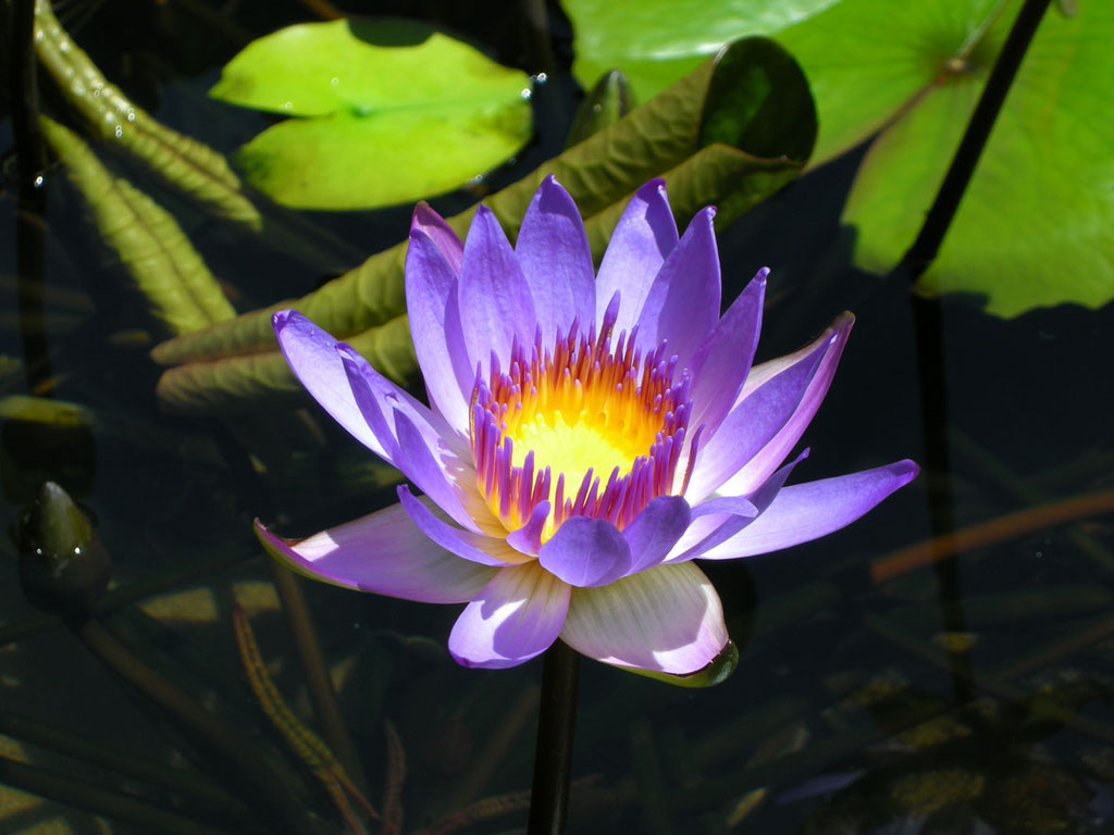 Vietnam: blaue Seerose