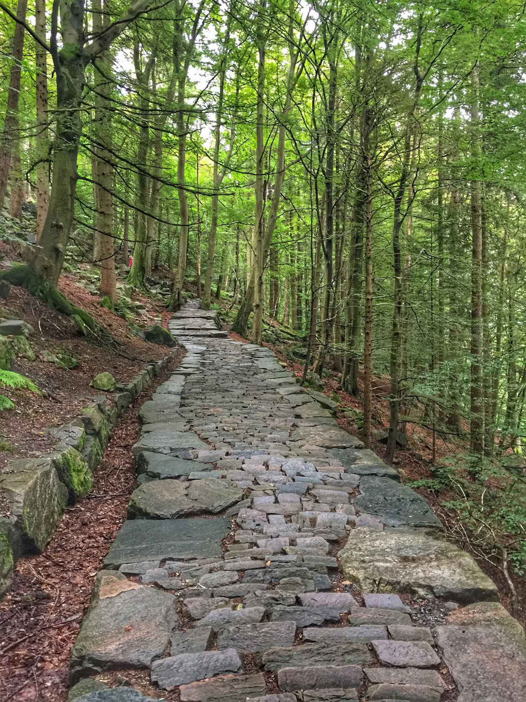 Sandviksfjellet Hike With Kids in Bergen Norway